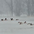 Flug über die trübe Winterelbe