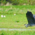 Flug über die Wiesen