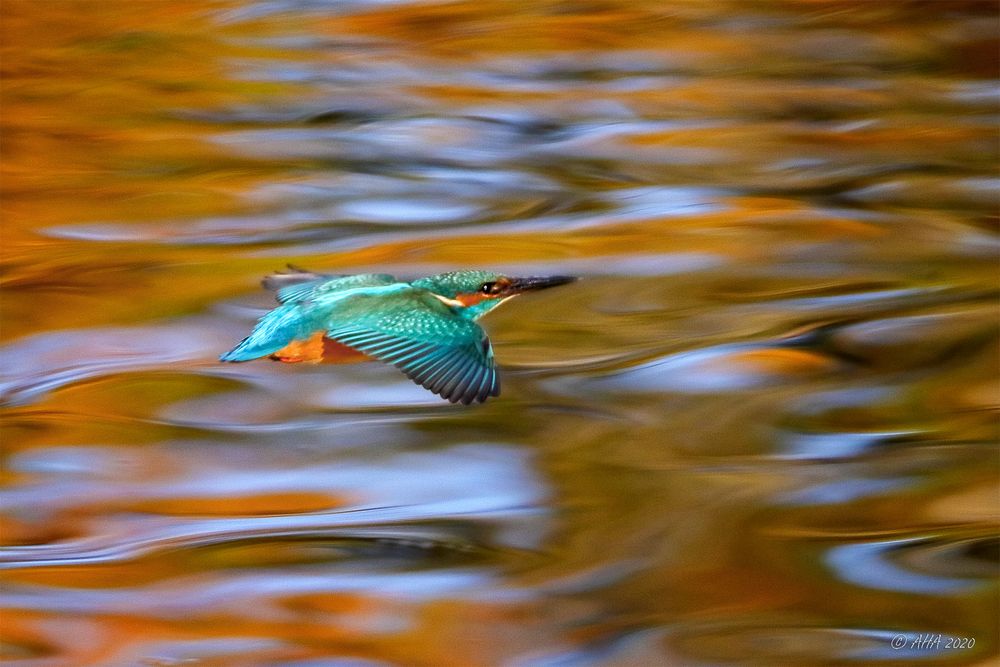 Flug über goldenes Wasser