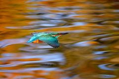 Flug über goldenes Wasser