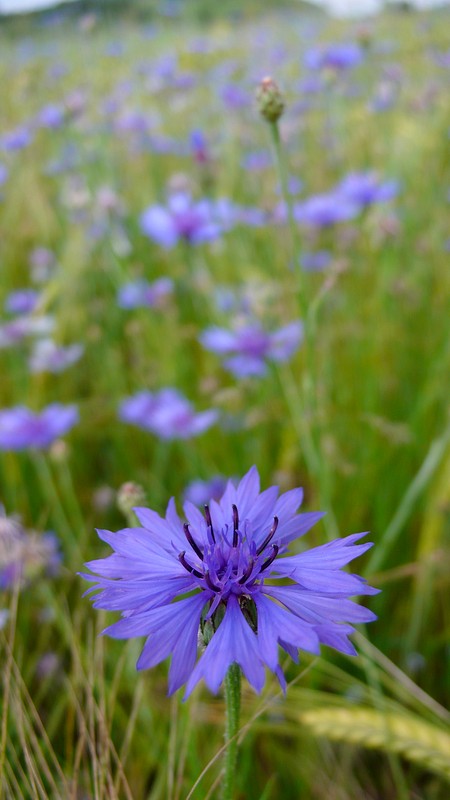 Flug über Kornblumen