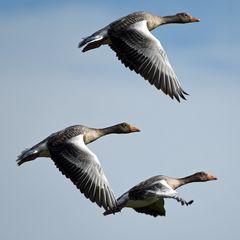 Flug über Langeoog