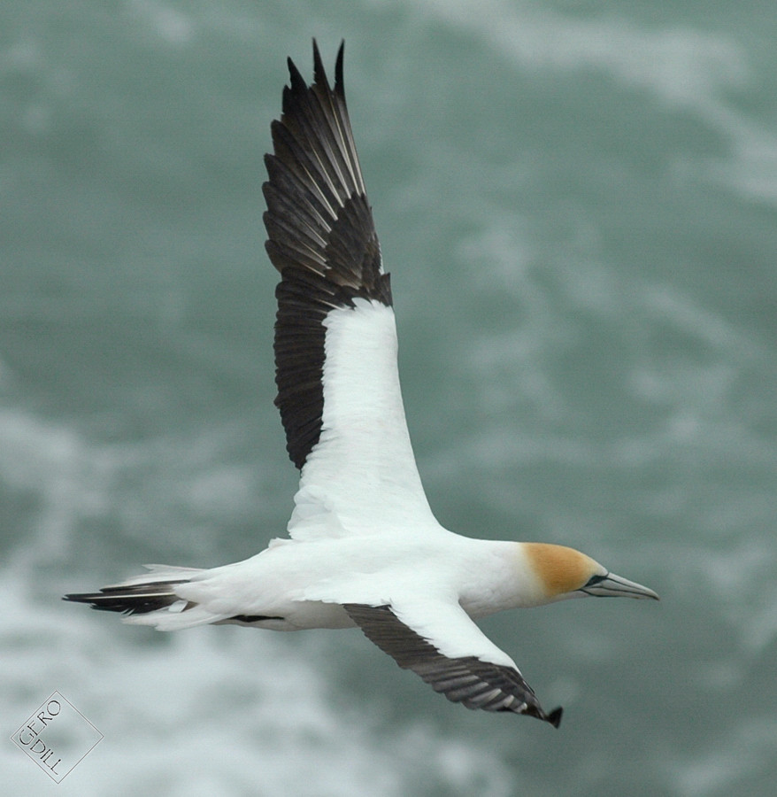 Flug über Muriwai Beach