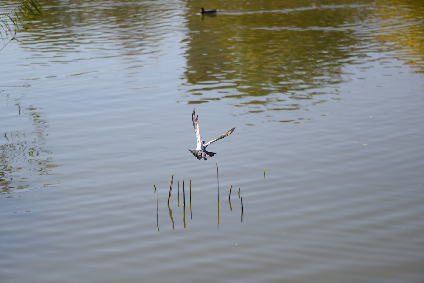 Flug über Teich Foto & Bild tiere, wildlife, wild lebende vögel