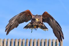 Flug übern Zaun