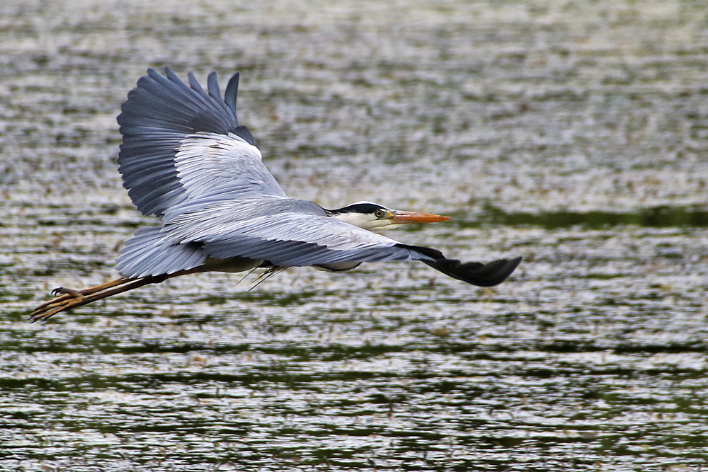 Flug über´s Wasser