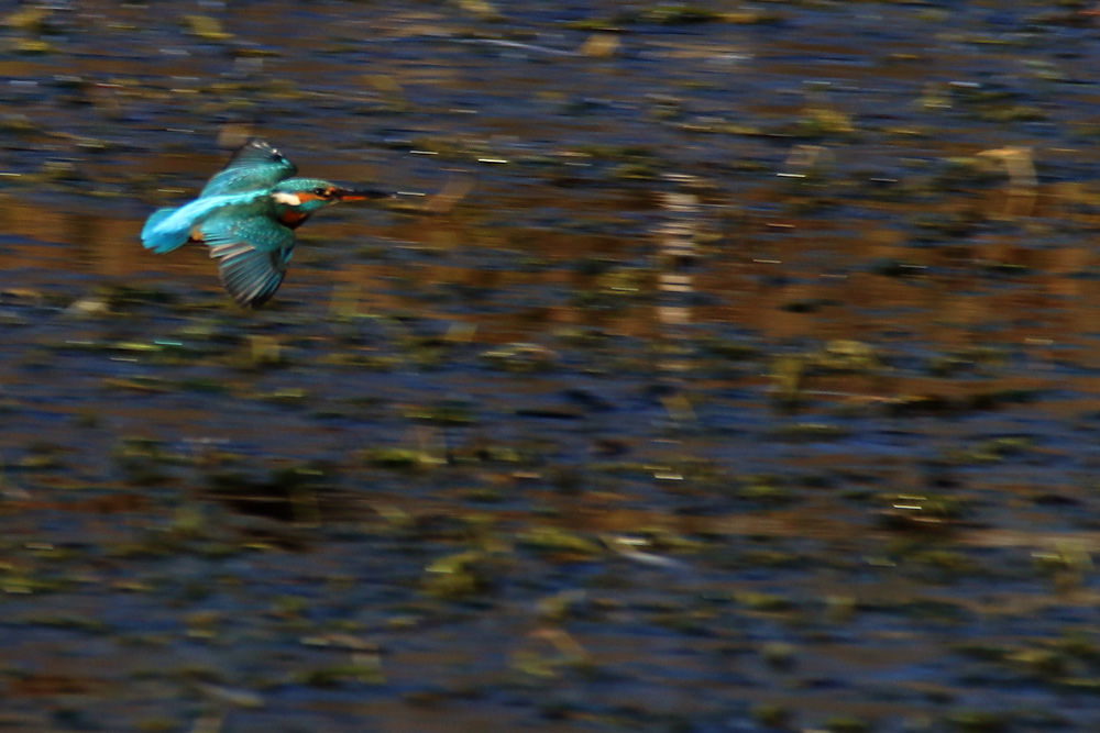 Flug über´s Wasser