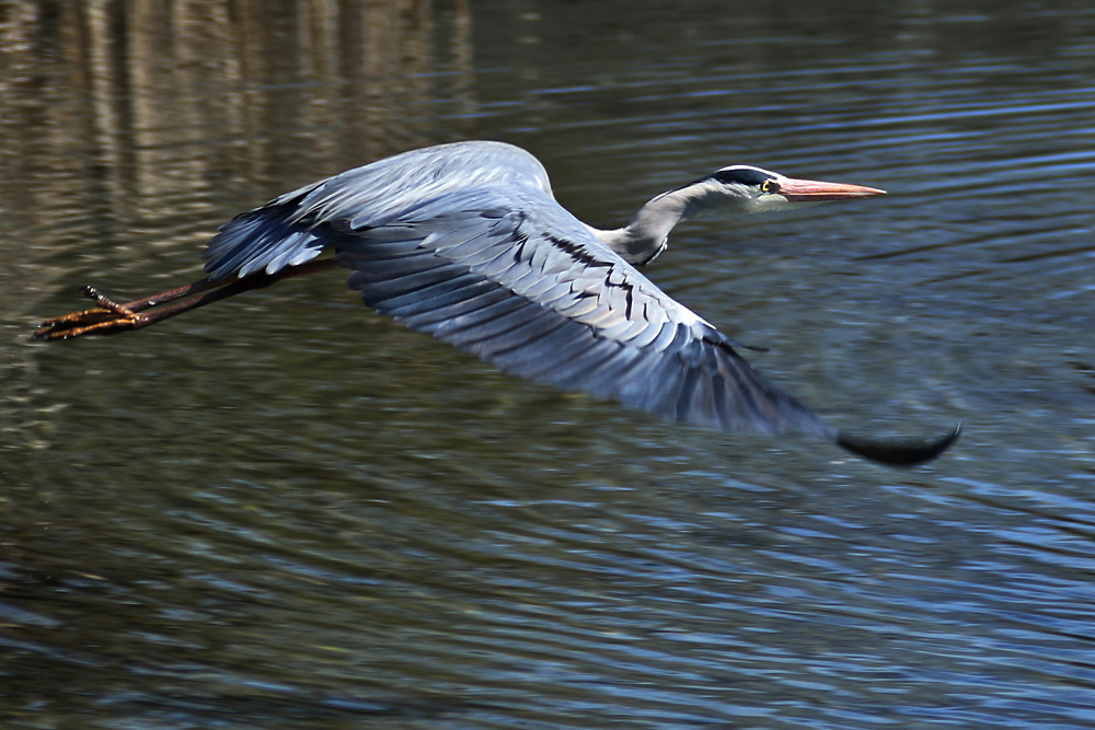 Flug über´s Wasser