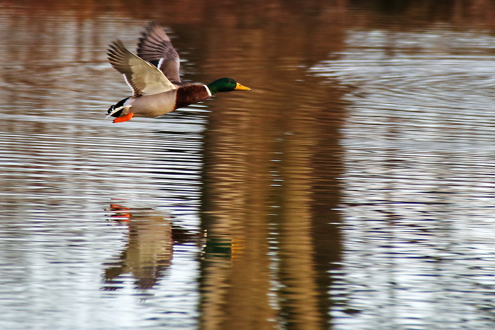 Flug über´s Wasser mit Spiegelung