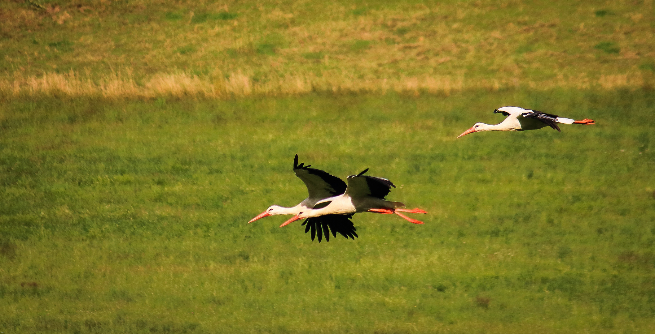 Flug um die Wette