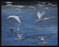 Flug- und Landestudien