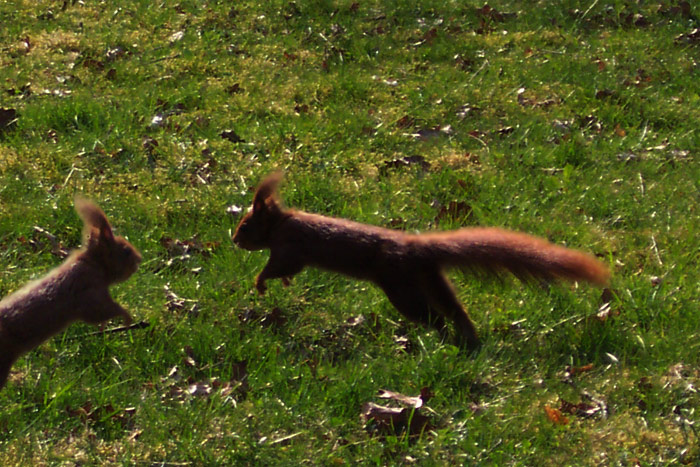 flug und sprunghörnchen