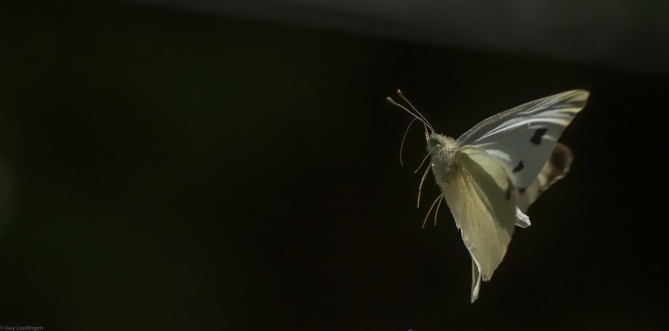 Flug zu den Blüten