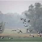 flug zu den futterplätzen......