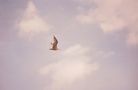 Flug zu den Wolken........? von Hans-Jürgen G