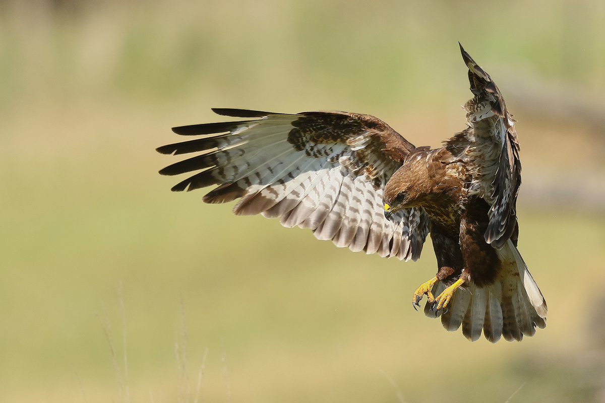 Flug zum Ansitz