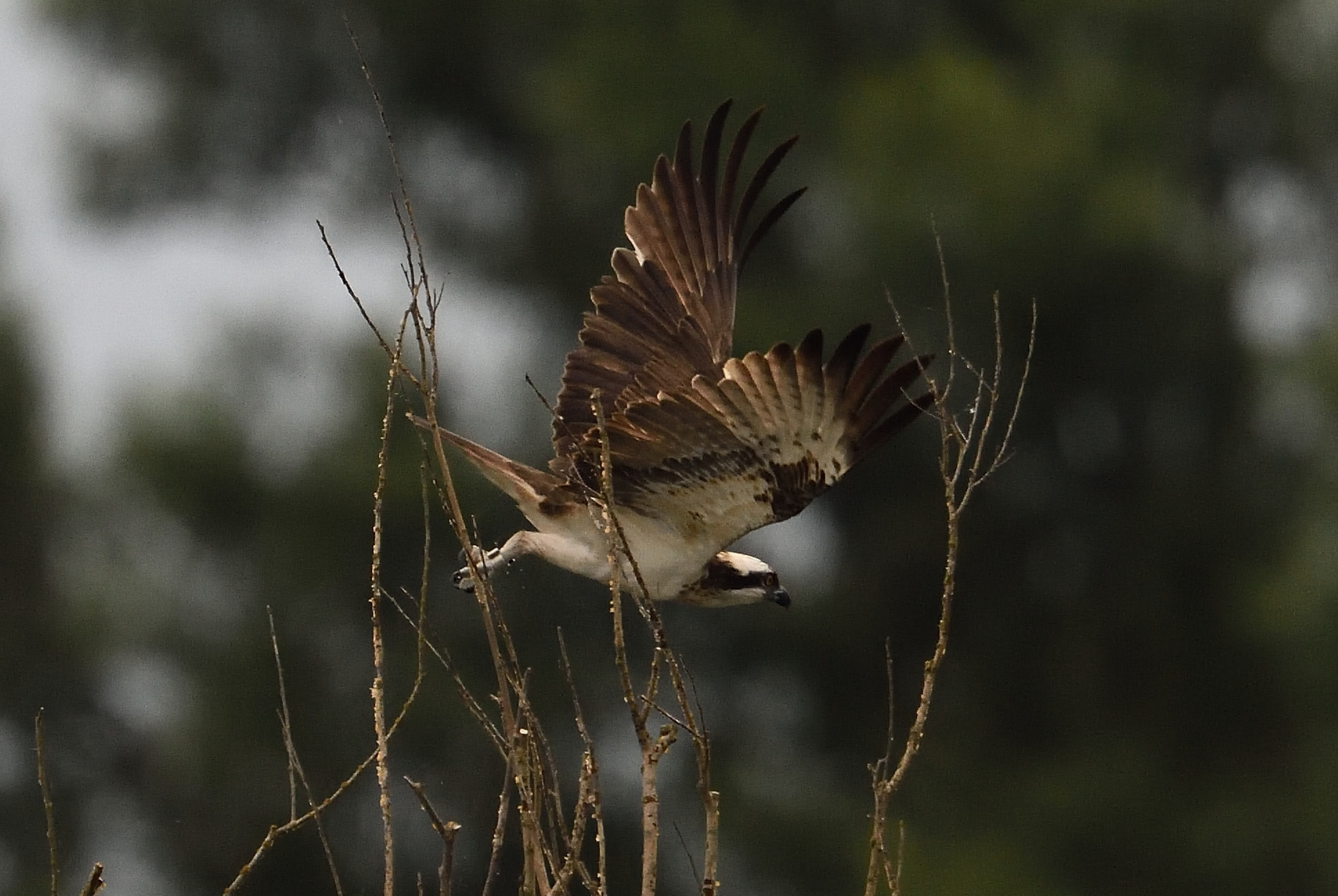 Flug zum Fischfang