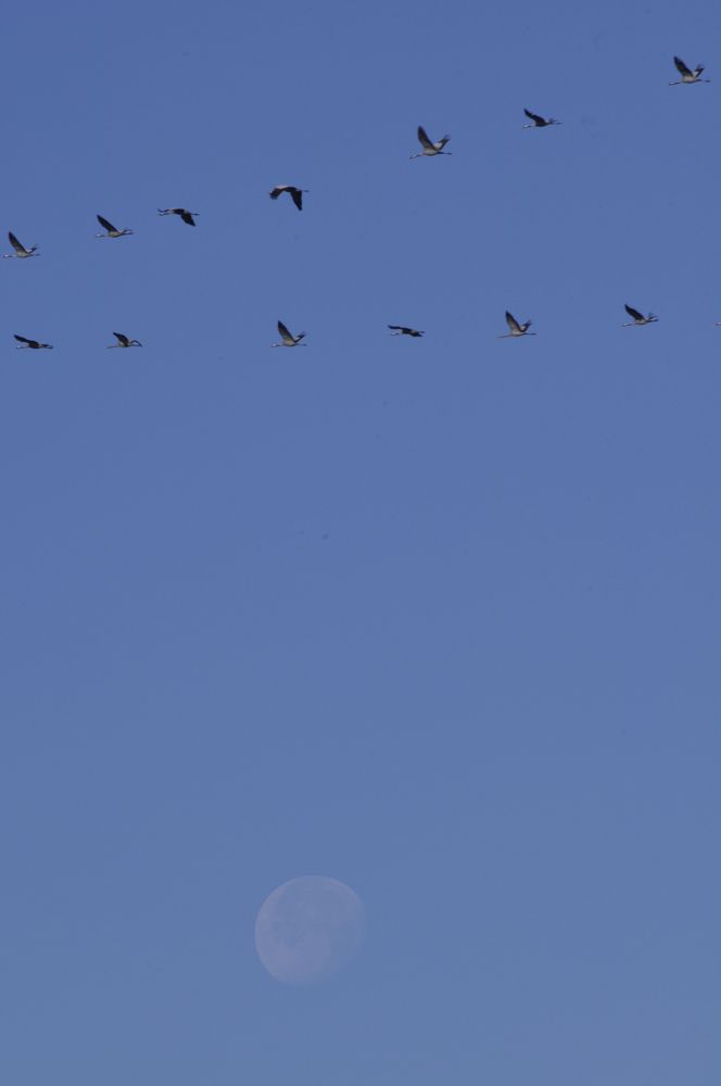 Flug zum Frühstück vor dem Mond