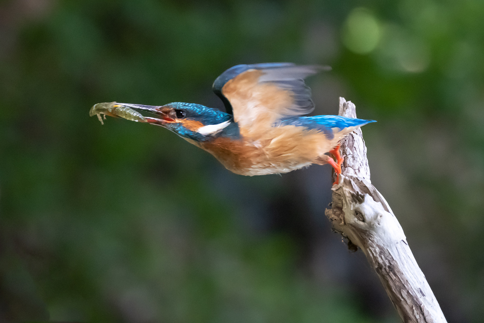 Flug zum Füttern