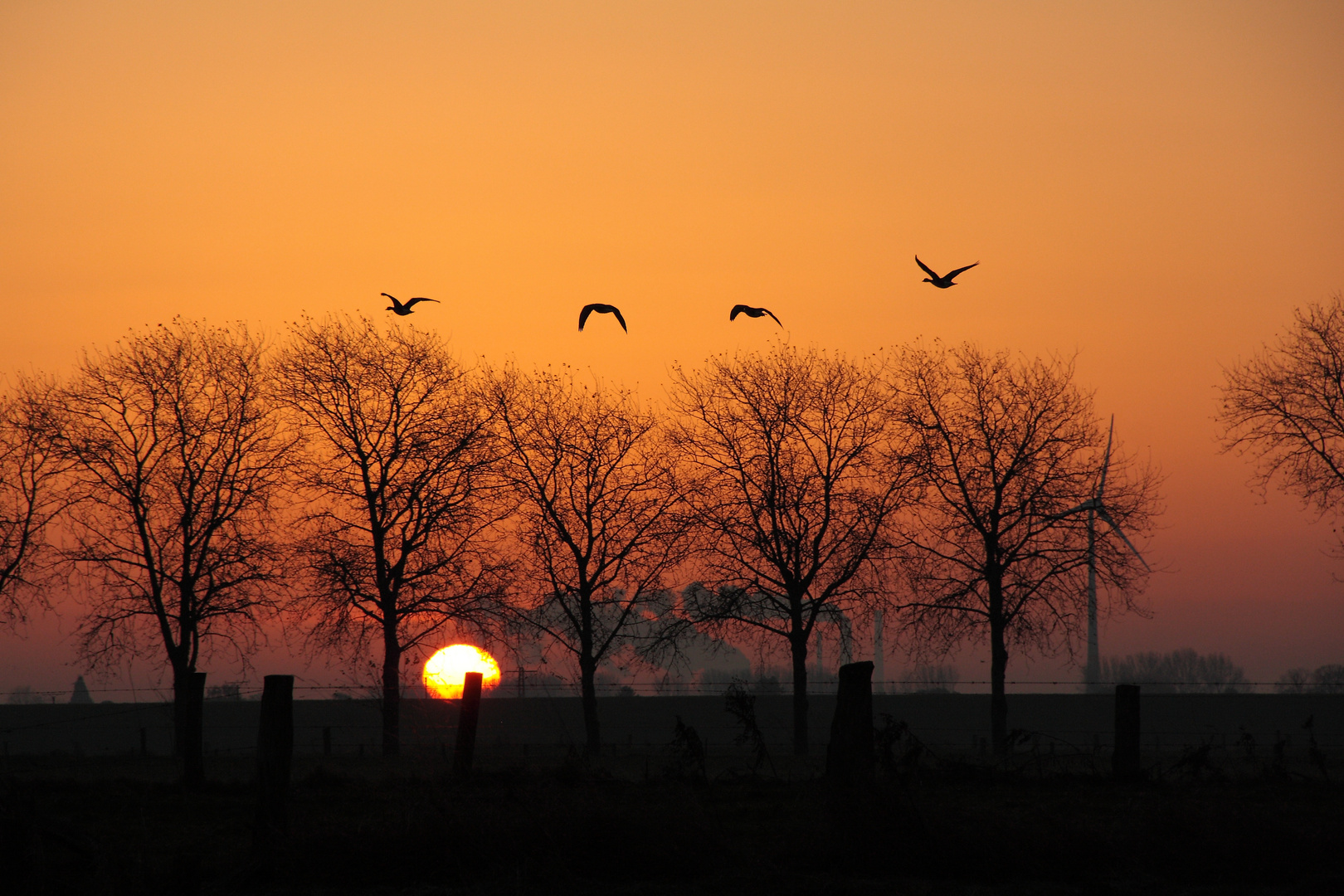 Flug zum Futter