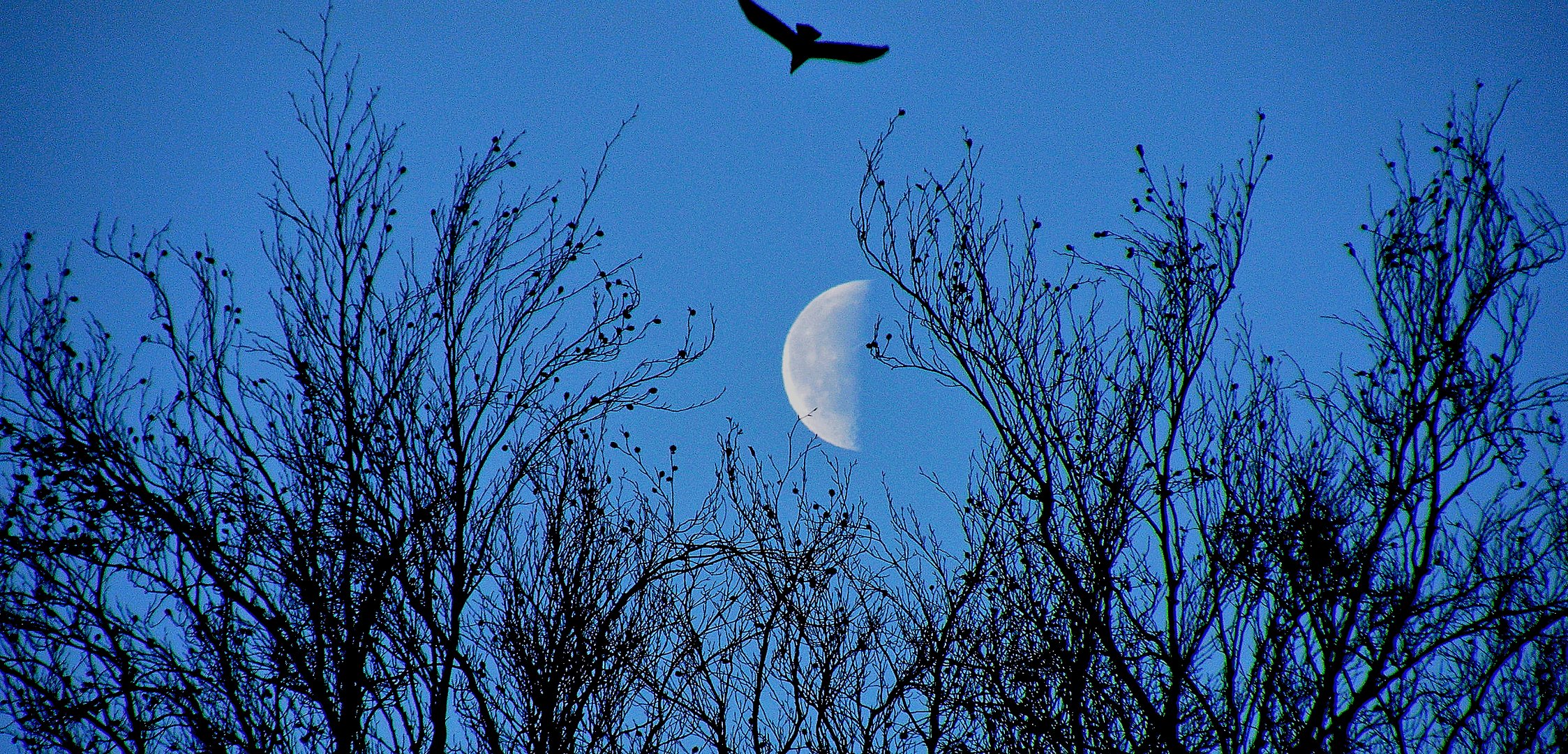 Flug zum Halbmond 