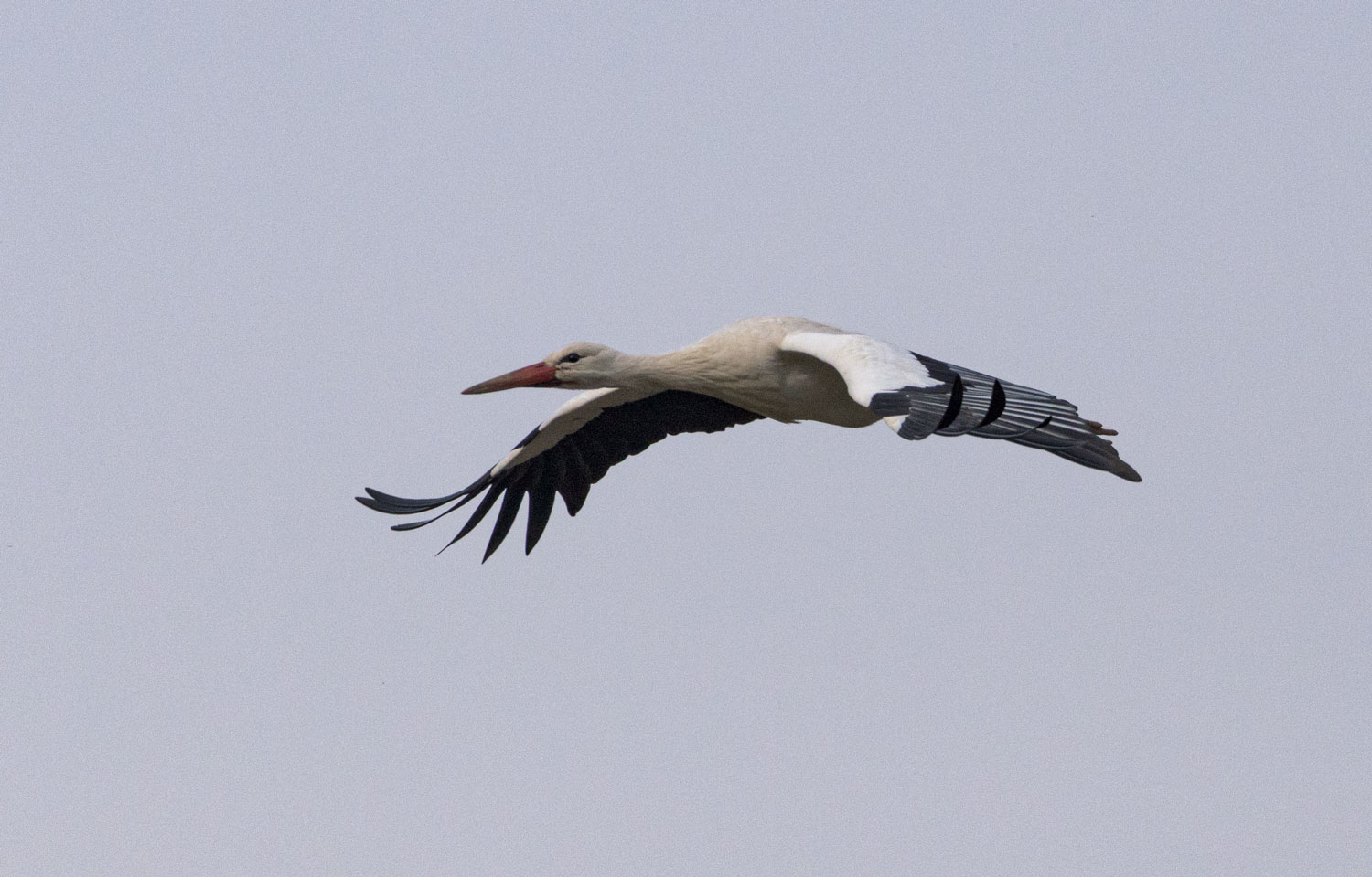 Flug zum Horst