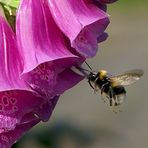 Flug zum Zuckerhut - pardon Fingerhut