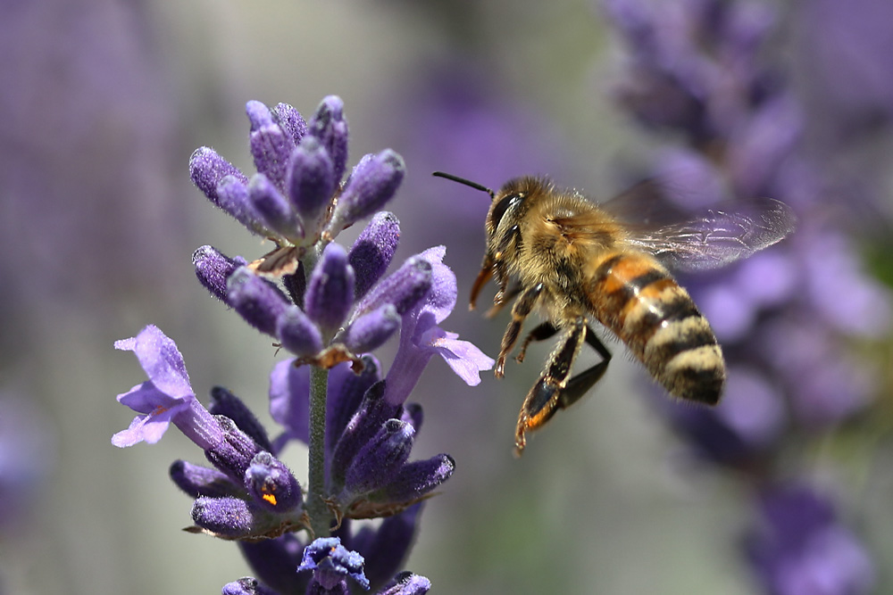 Flug zur Lavendelblüte