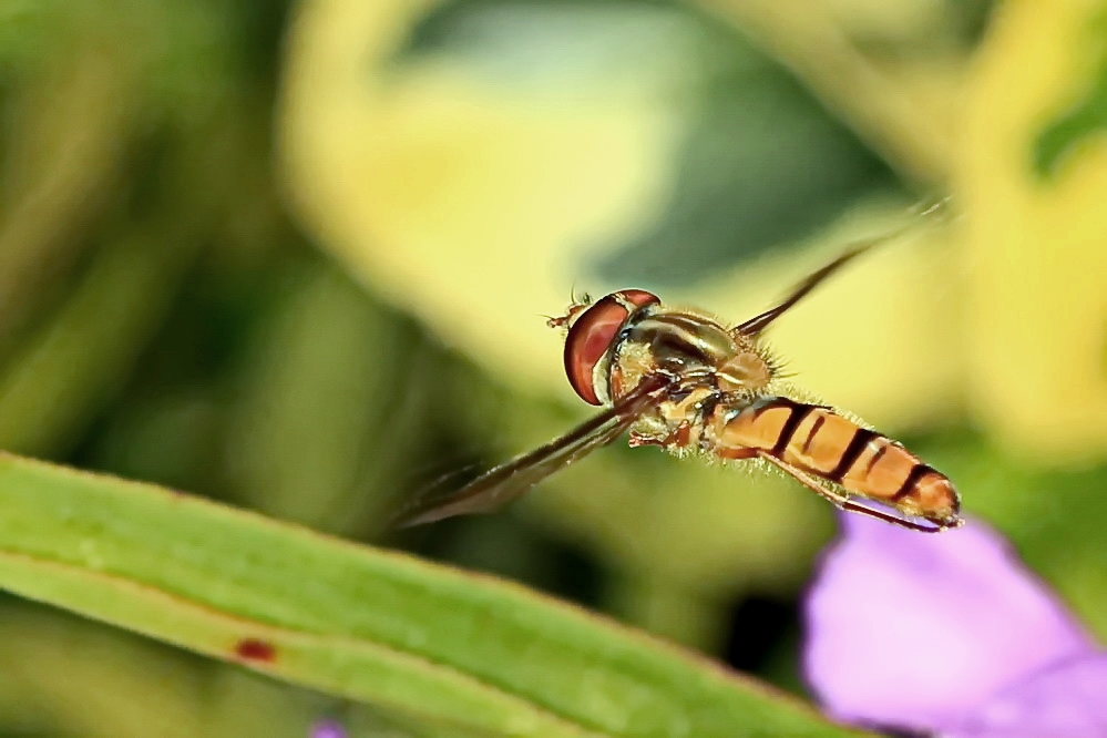 Flugakrobat