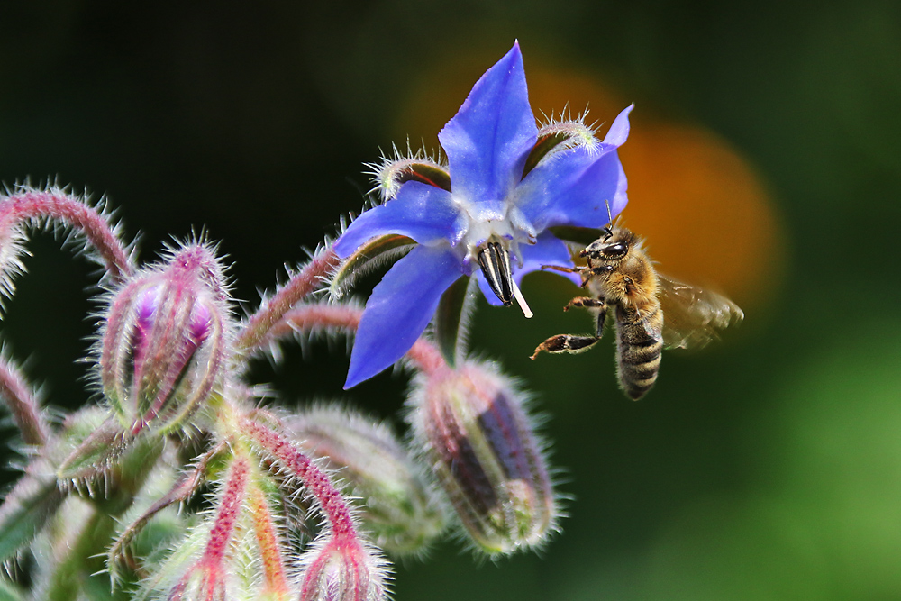 Flugakrobat