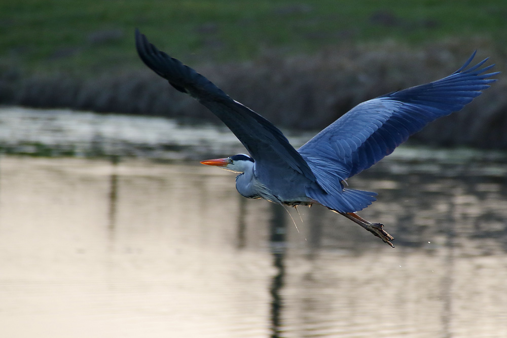 Flugakrobat.....