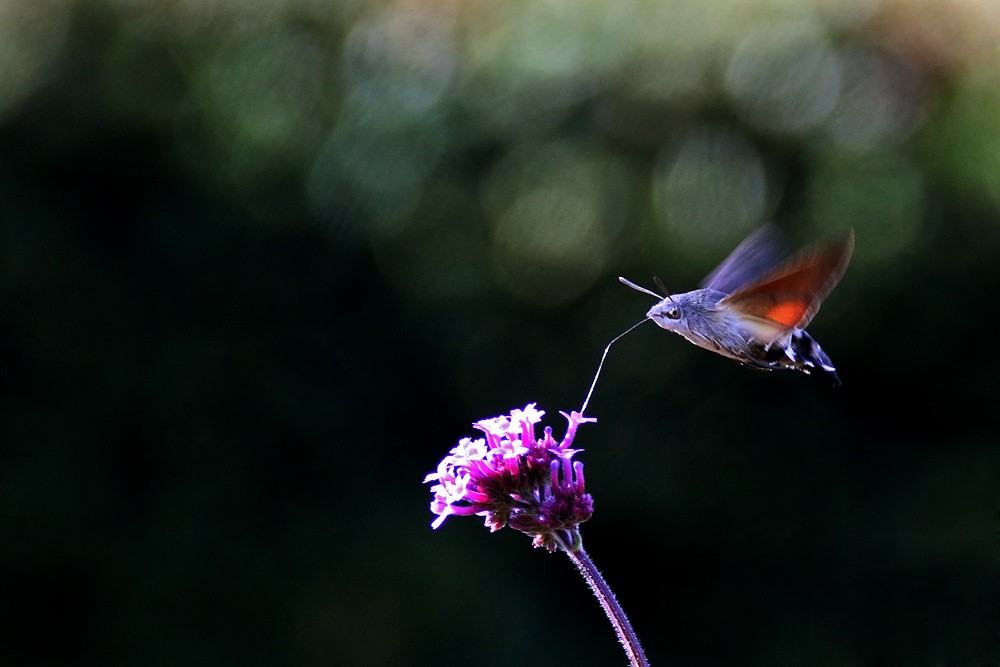 Flugakrobat in Action