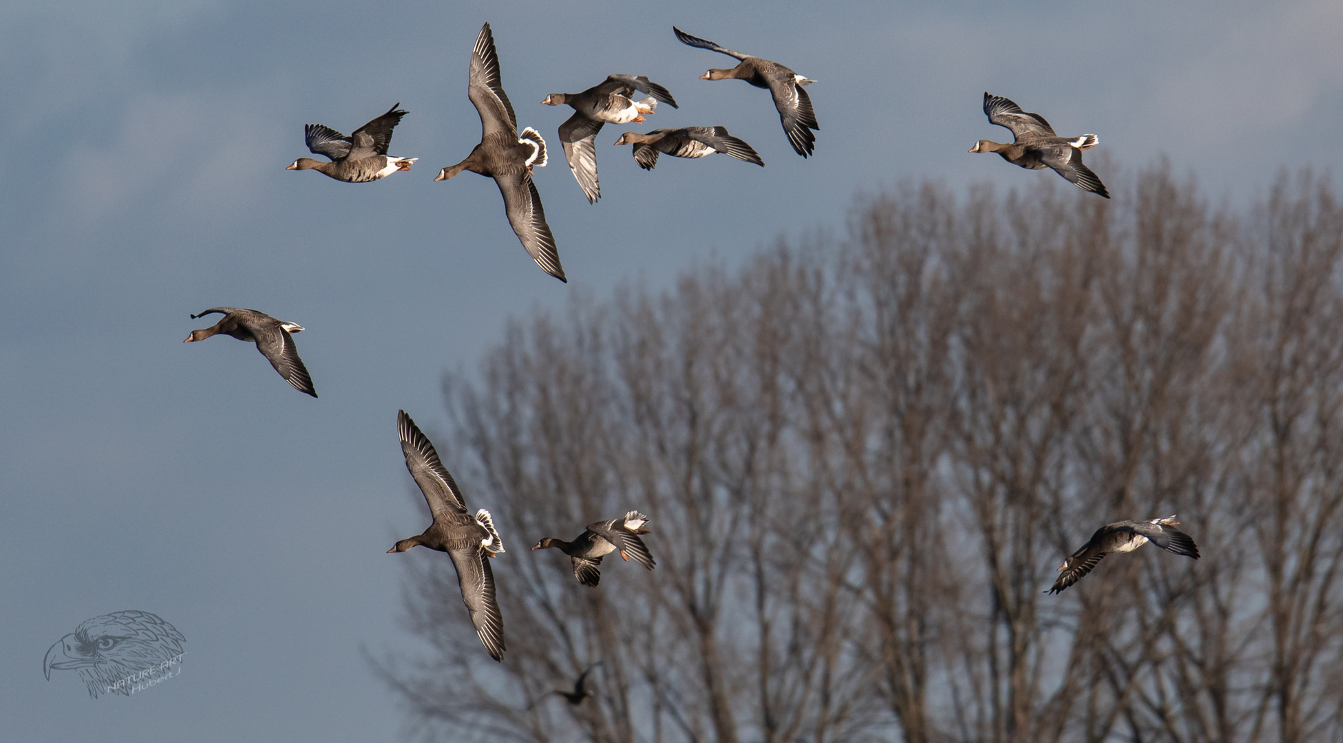 Flugakrobaten 