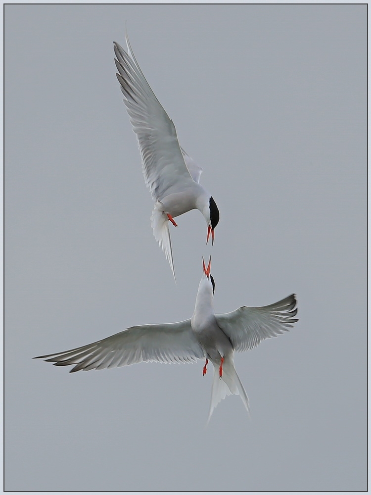 Flugakrobaten