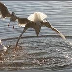 Flugakrobaten am Wörthsee