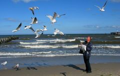 Flugakrobaten Fütterung in Zingst /Ostsee