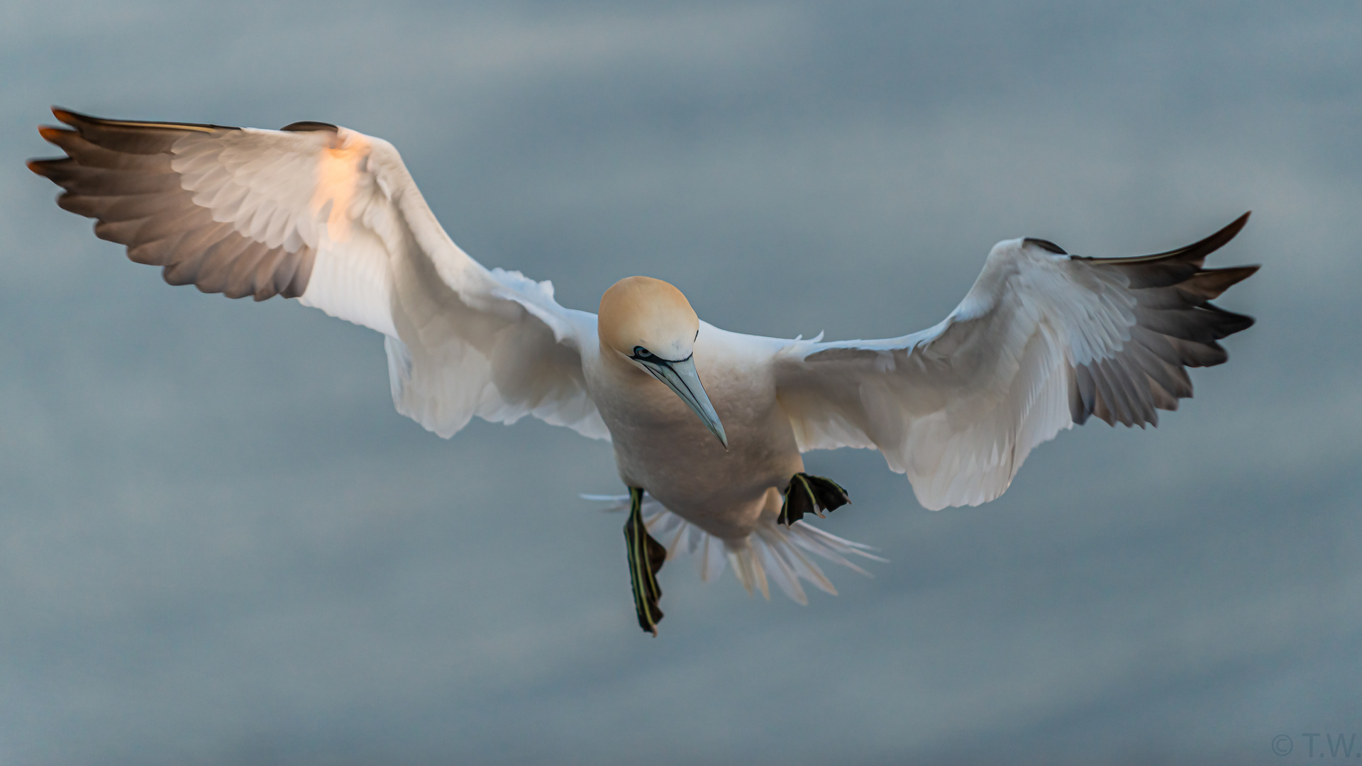 Flugakrobatik