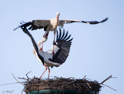 Flugakrobatik bei der  Partnerwahl