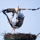 Flugakrobatik bei der  Partnerwahl