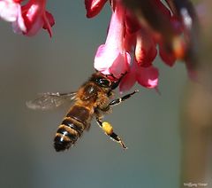 Flugakrobatik