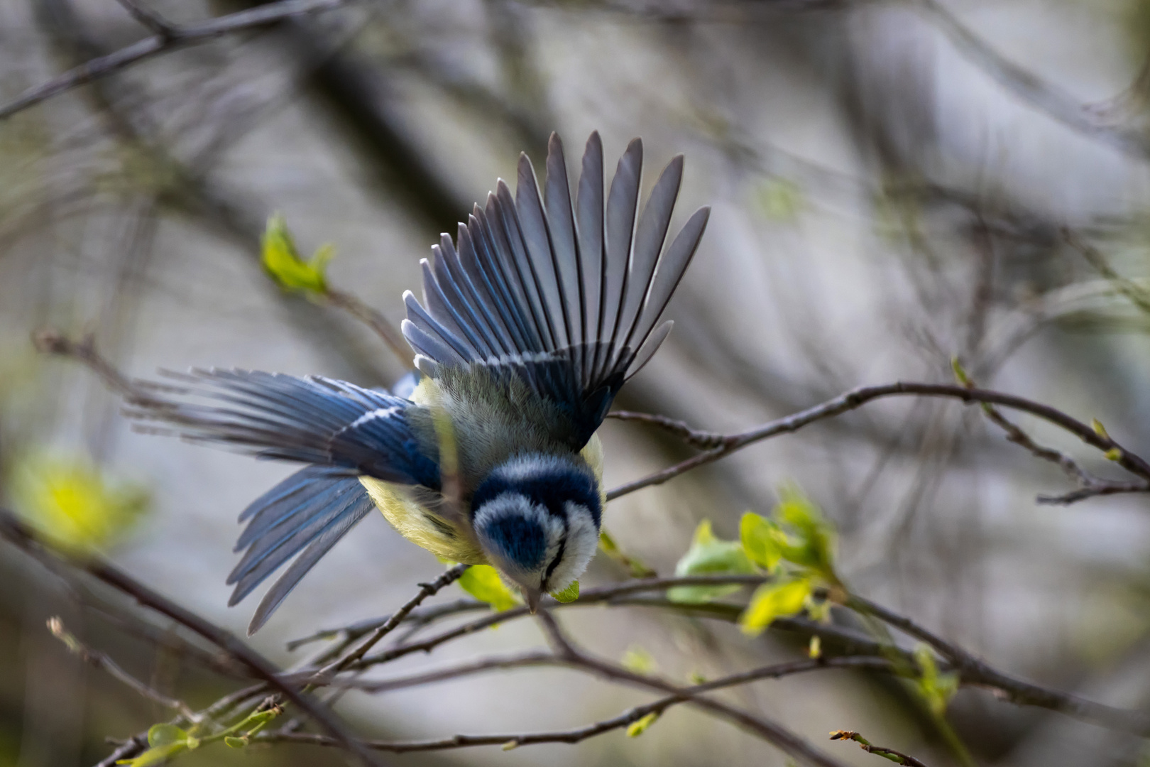 Flugakrobatik