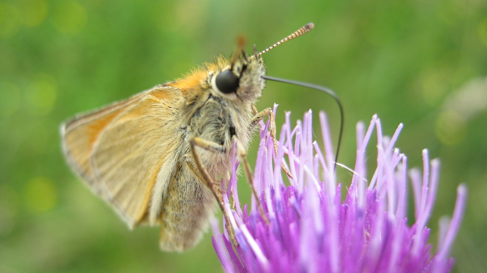 Flugakrobatik^^