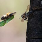 Fluganlieferung der Blattschneiderbiene