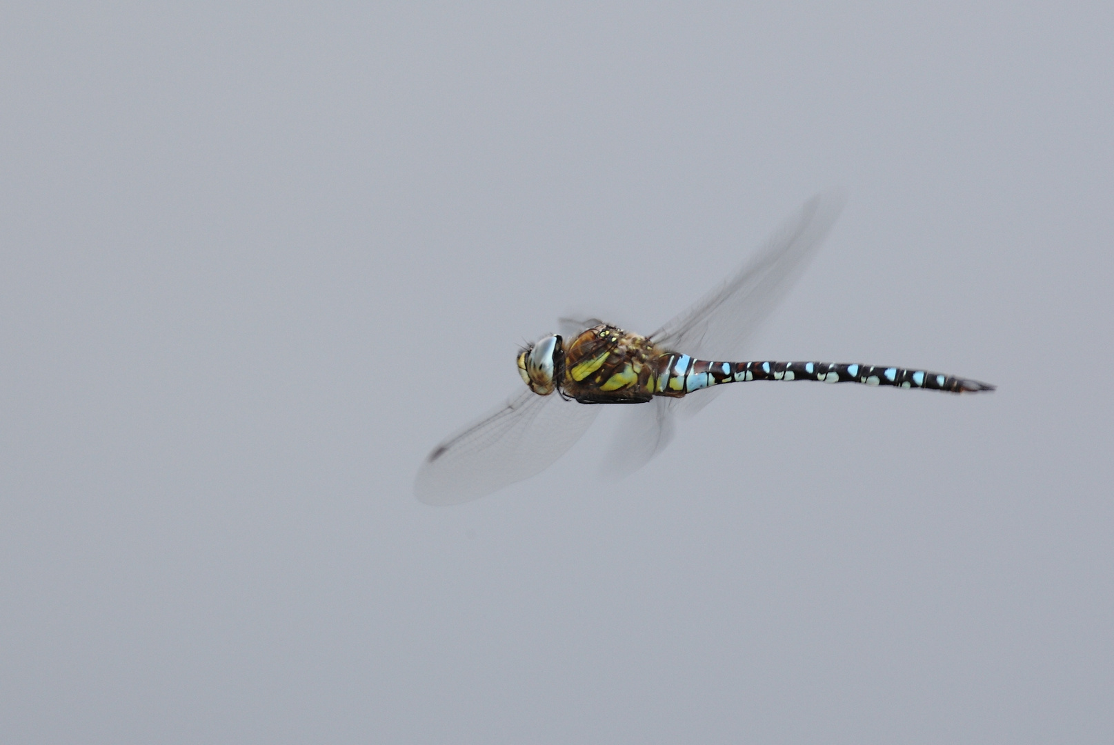 Flugaufnahme Herbstmosaikjungfer (Aeshna mixta)