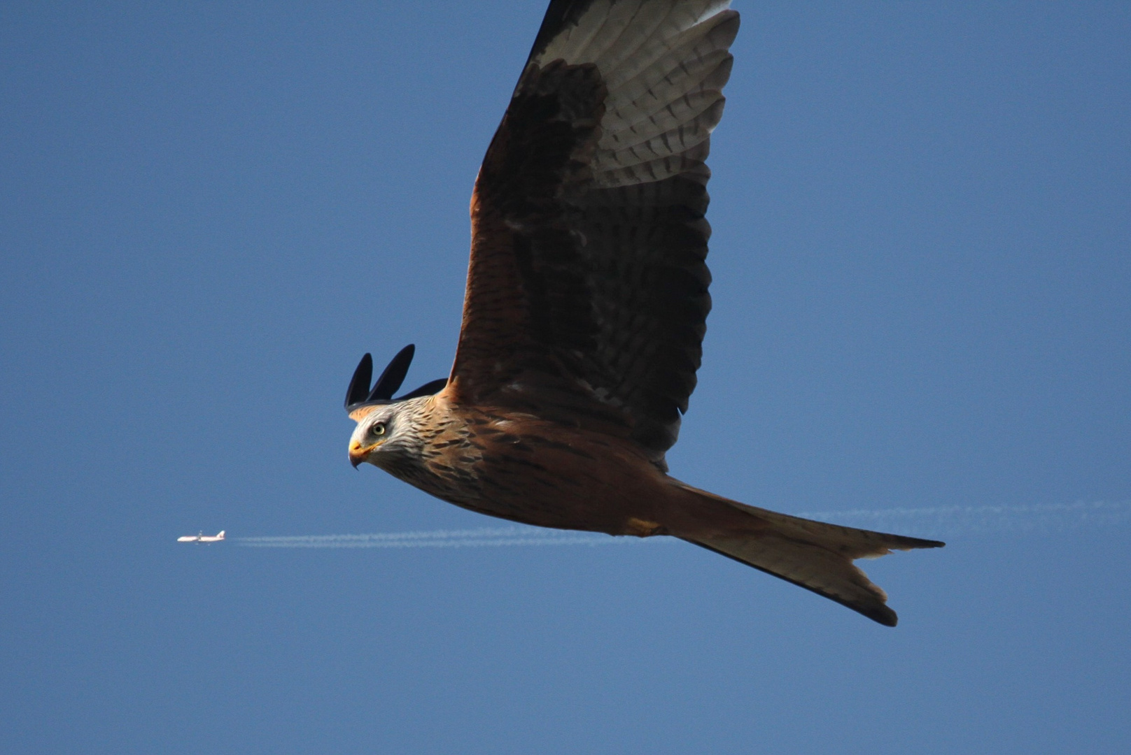 Flugbegleiter ( flight attendant )