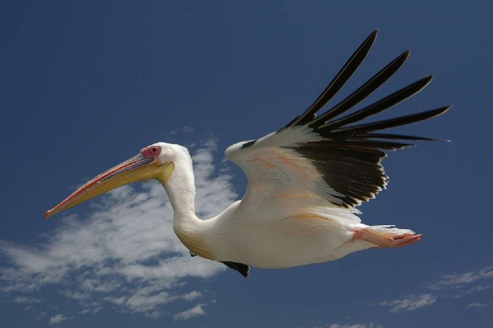 Flugbegleiter in der Walfischbucht.