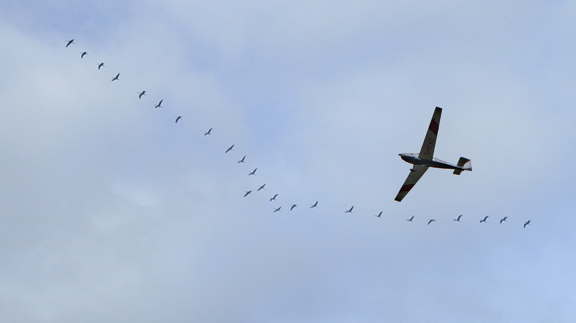 Flugbegleitung