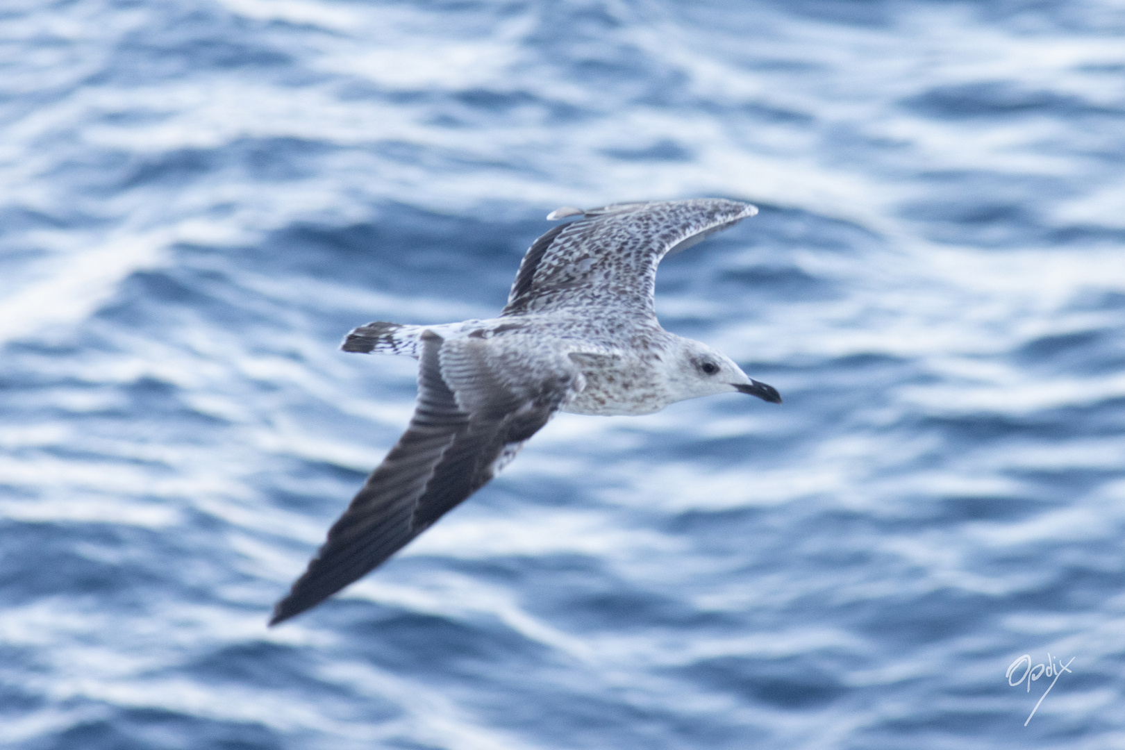 Flugbegleitung auf dem Mittelmeer