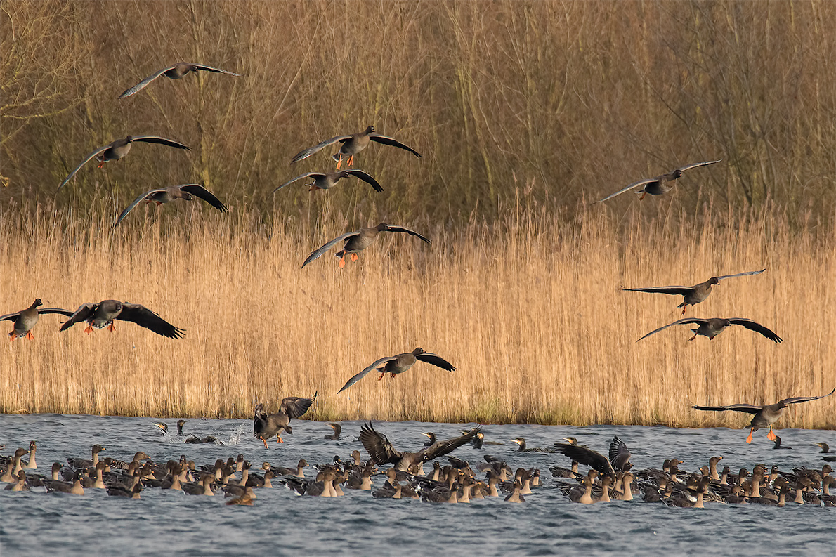 Flugbetrieb am Gänseweiher ...