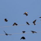 Flugbetrieb an der Hochspannungsleitung